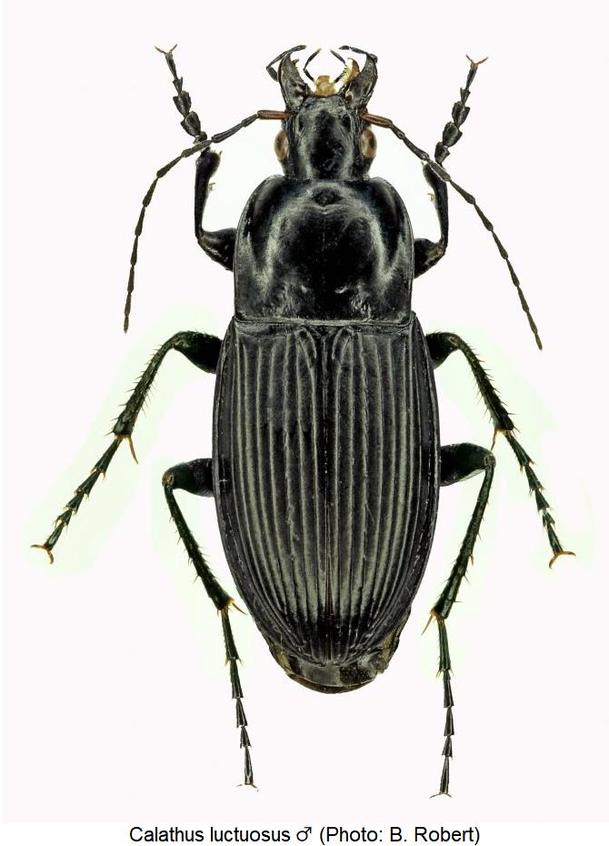 calathus_luctuosus_m_hab.jpg