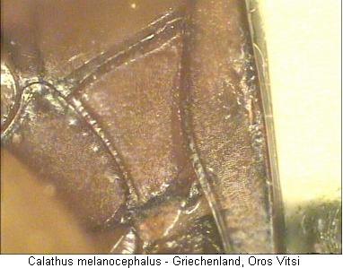 calathus_melanocephalus_hbr.jpg