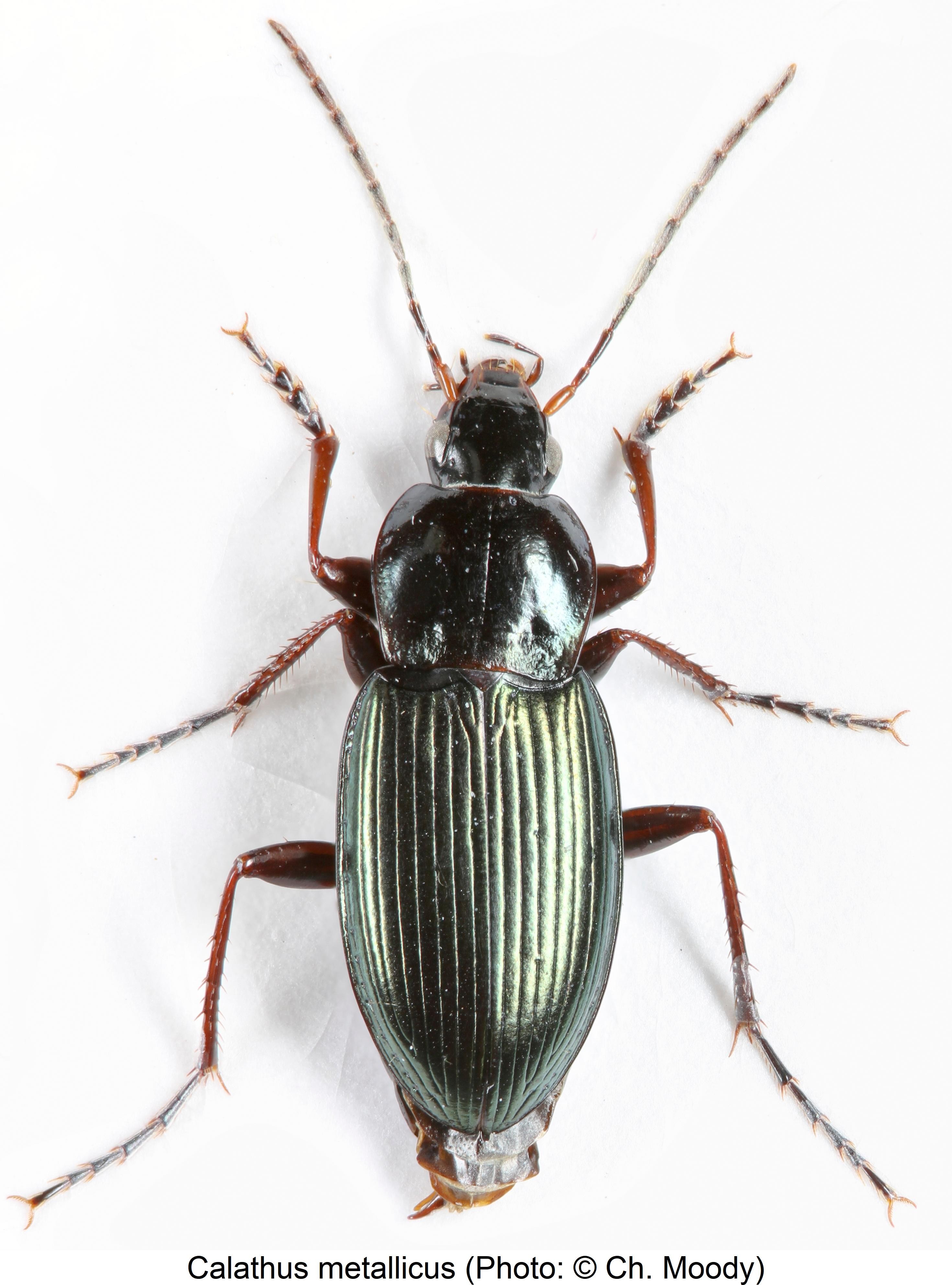 calathus_metallicus_hab1.jpg