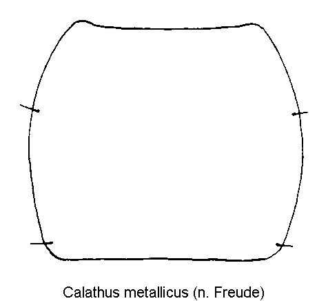 calathus_metallicus_hsch.gif