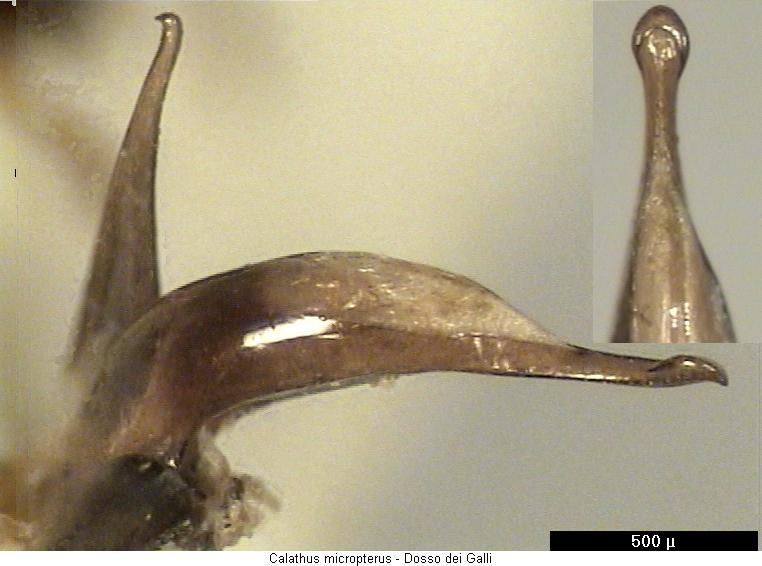 calathus_micropterus.jpg