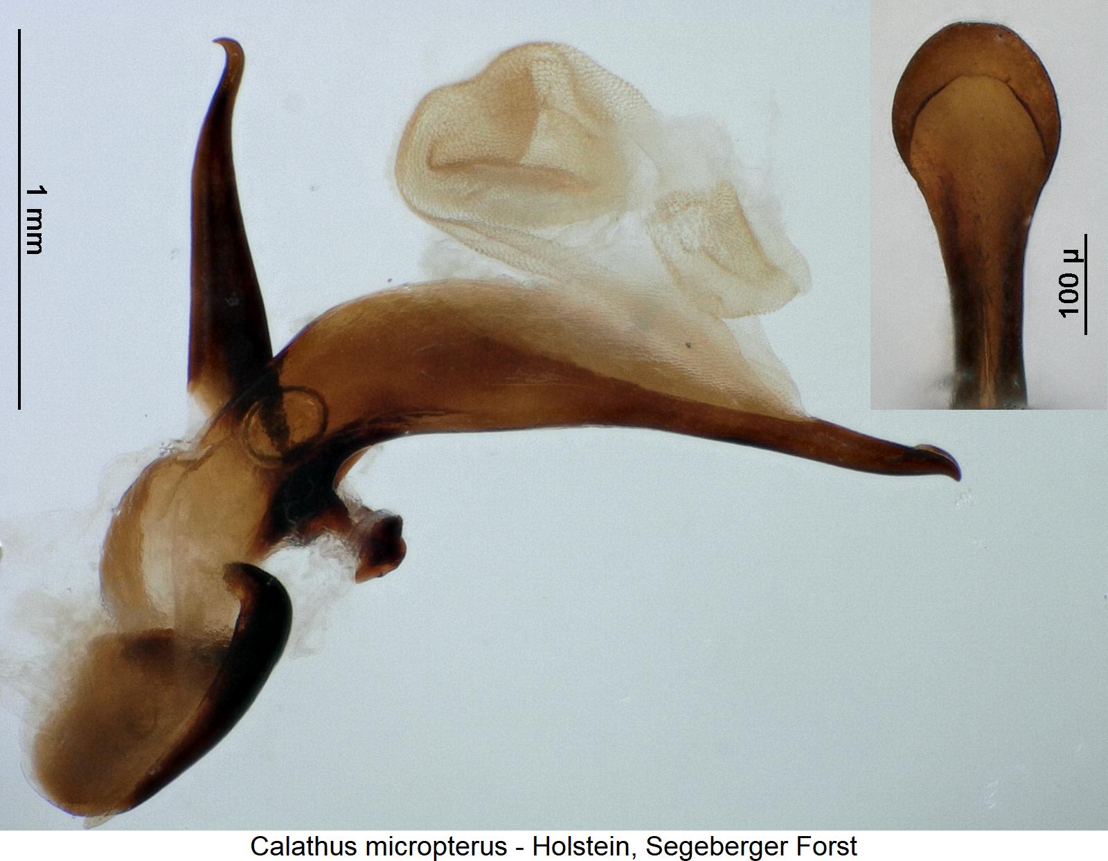 calathus_micropterus1.jpg