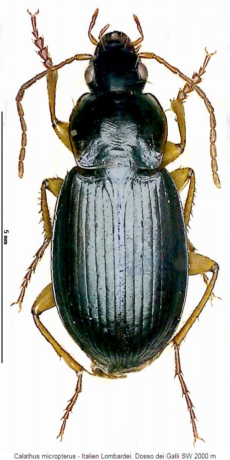 calathus_micropterus_hab.jpg