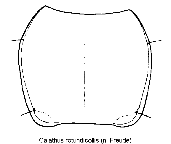 calathus_rotundicollis_hsch.gif