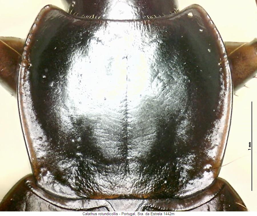 calathus_rotundicollis_hsch.jpg