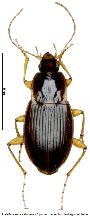 calathus_rufocastaneus_hab.jpg
