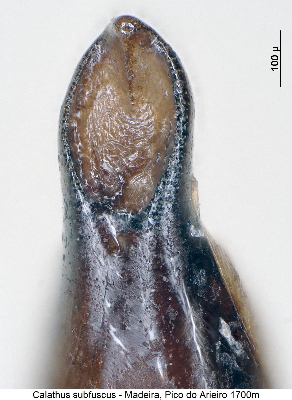 calathus_subfuscus_spitze.jpg