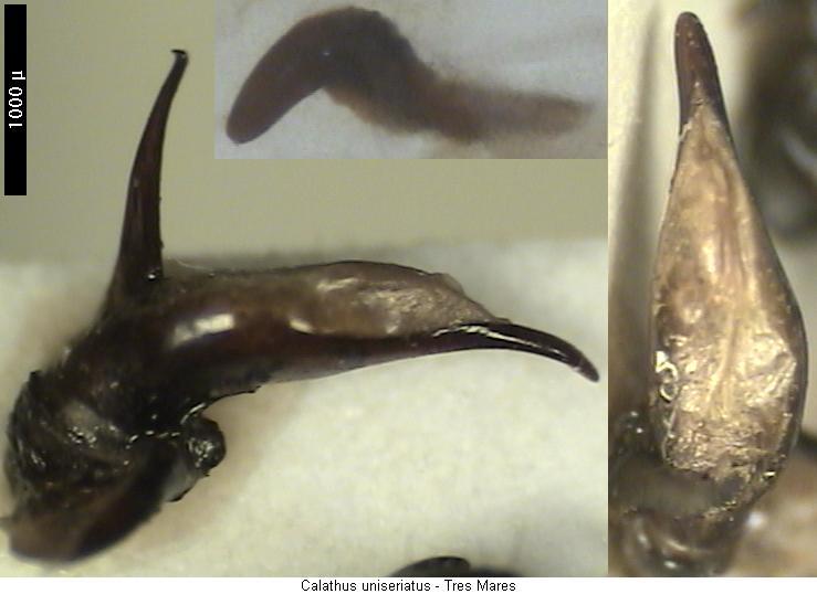 calathus_uniseriatus.jpg