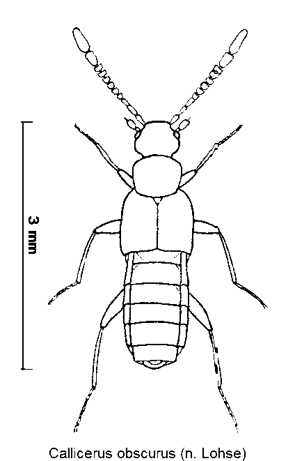 callicerus_obscurus_hab.gif
