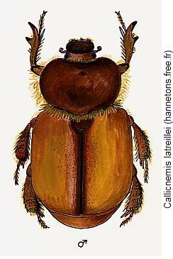 callicnemis_latreillei_hab.jpg