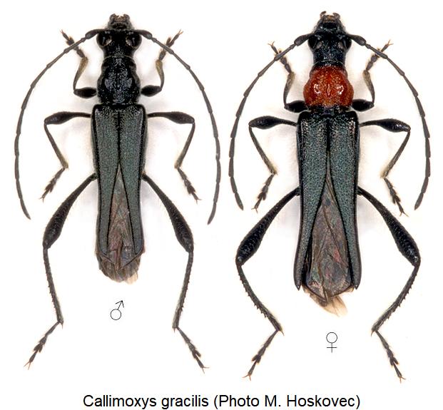 callimoxys_gracilis_hab.jpg