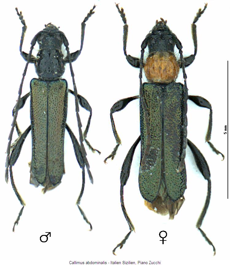 callimus_abdominalis_hab.jpg