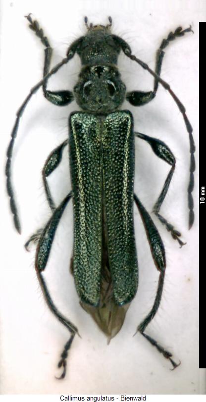 callimus_angulatus_hab.jpg