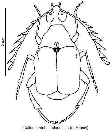 callosobruchus_chinensis_hab.gif