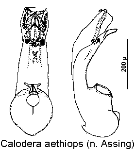 calodera_aethiops.gif