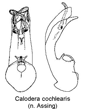 calodera_cochlearis.gif