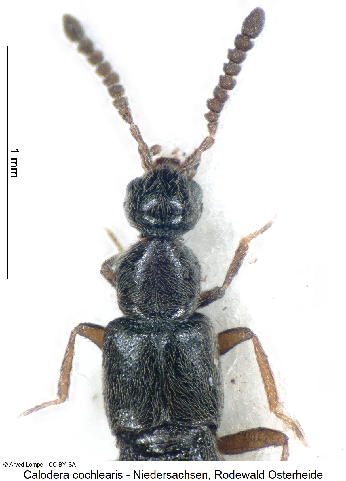 calodera_cochlearis_ck35855289_vk.jpg