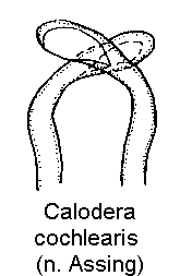 calodera_cochlearis_is.gif