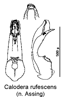 calodera_rufescens.gif