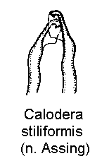 calodera_stiliformis_is.gif
