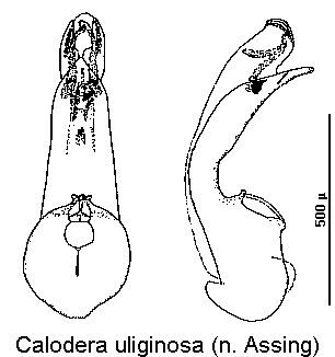 calodera_uliginosa.gif