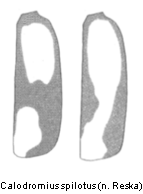 calodromius_spilotus_fld.gif