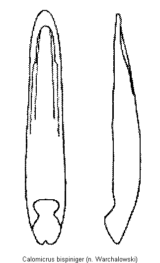 calomicrus_bispiniger.gif