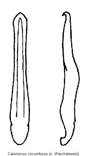 calomicrus_circumfusus.gif