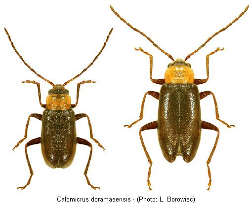 calomicrus_doramasensis.jpg