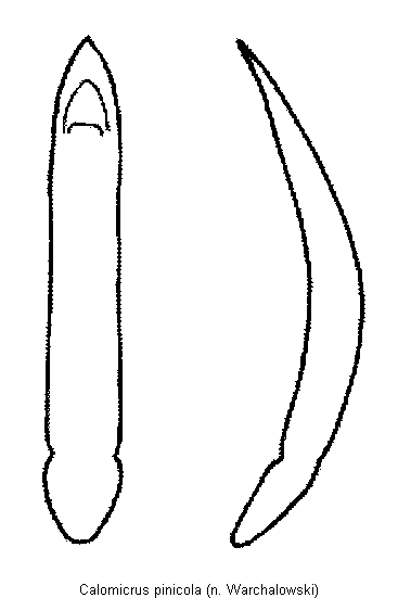 calomicrus_pinicola.gif