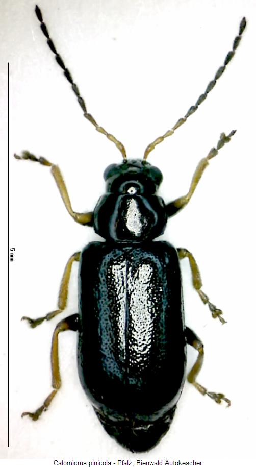 calomicrus_pinicola_hab.jpg