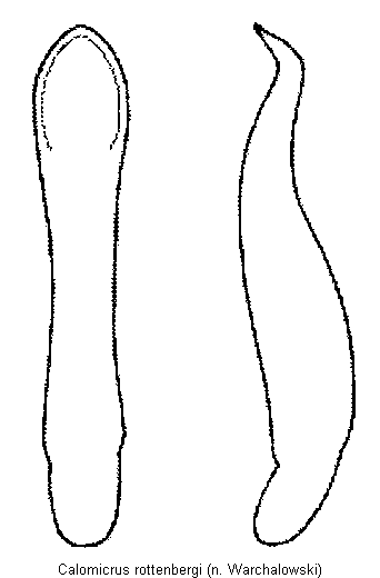 calomicrus_rottenbergi.gif
