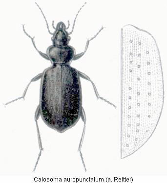 calosoma_auropunctatum_hab.jpg