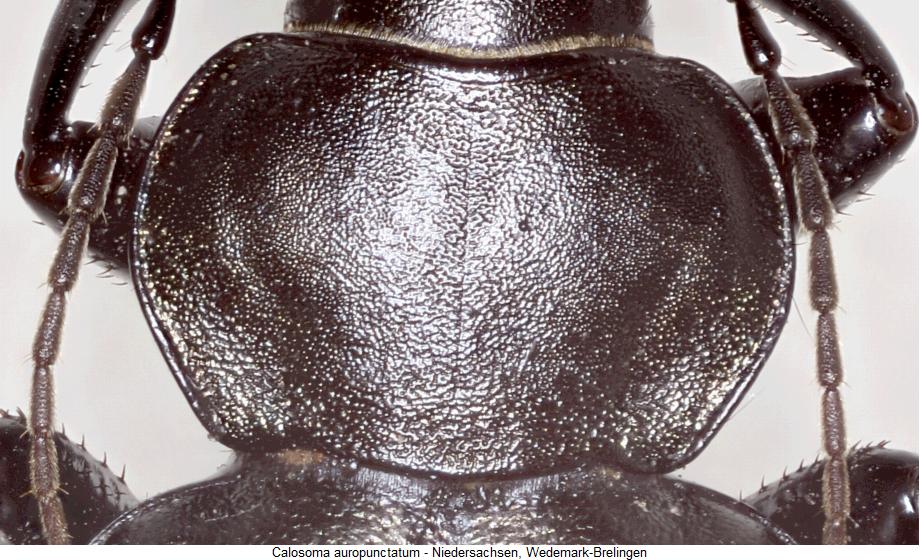 calosoma_auropunctatum_hsch.jpg