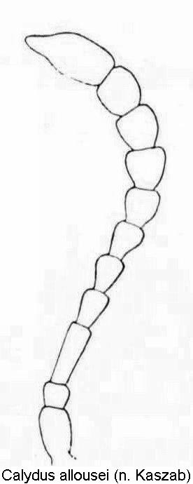 calydus_allousei_antenne.jpg