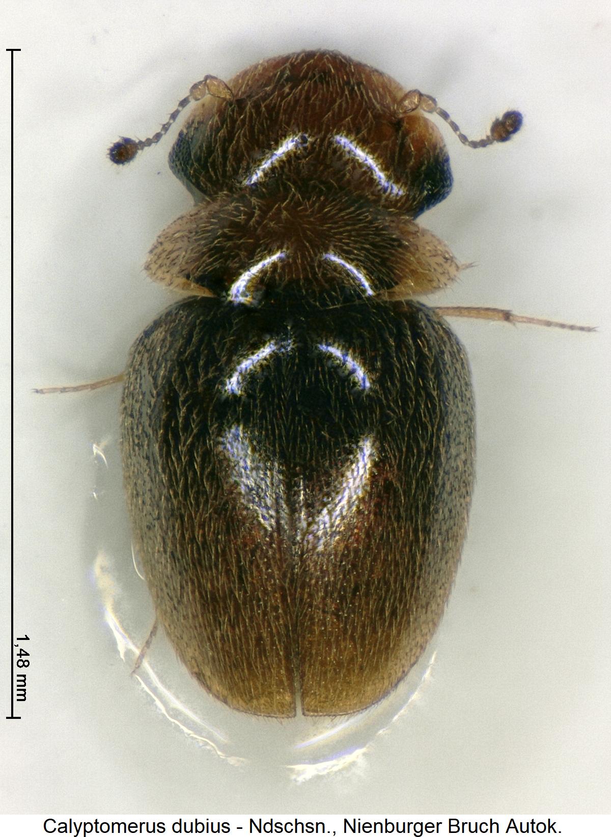 calyptomerus_dubius_hab.jpg