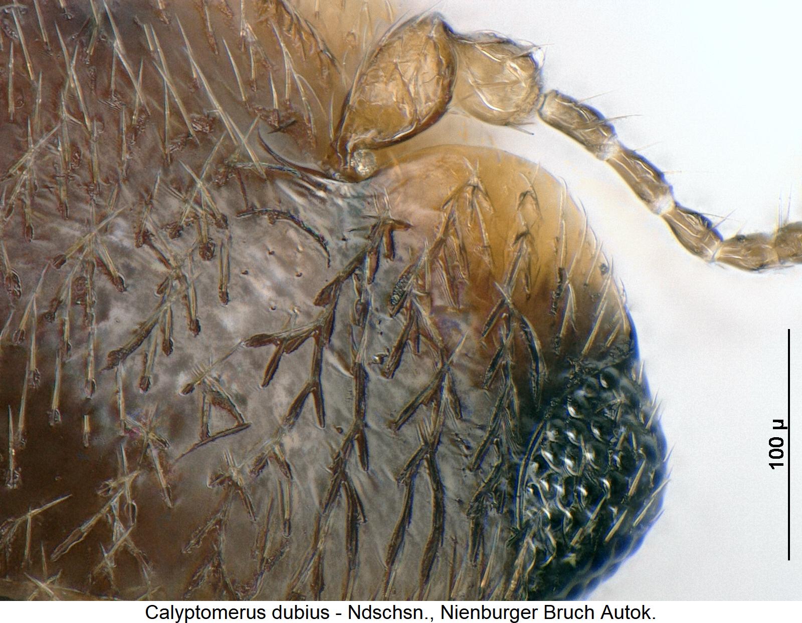 calyptomerus_dubius_k.jpg