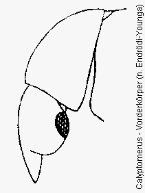 calyptomerus_vk.gif
