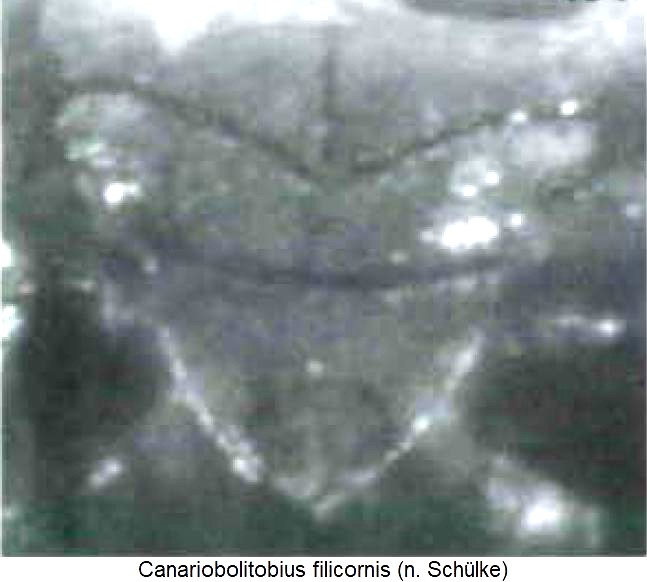 canariobolitobius_filicornis_scut.jpg