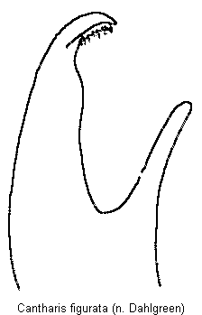 cantharis_figurata2.gif