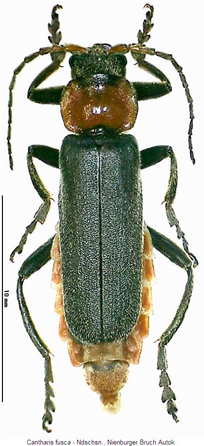 cantharis_fusca_hab.jpg