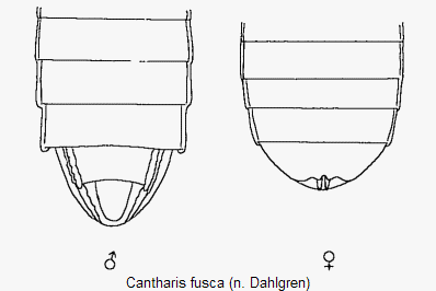 cantharis_fusca_hlb.gif
