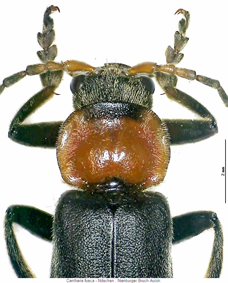 cantharis_fusca_vk.jpg