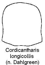 cantharis_longicollis_hsch.gif