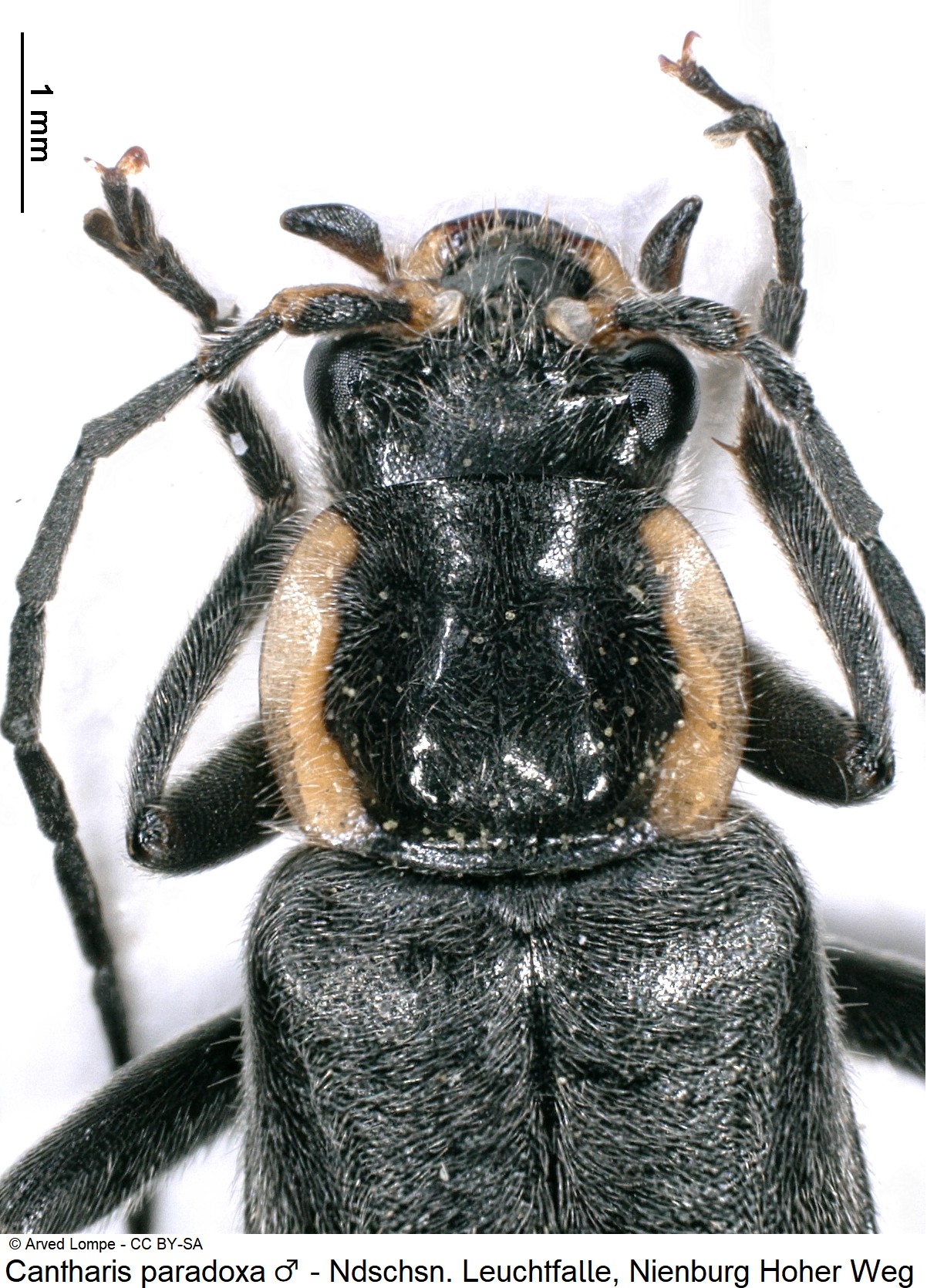 cantharis_paradoxa_m_ck38099905_vk-1.jpg