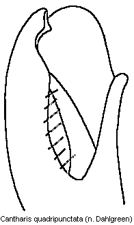cantharis_quadripunctata2.gif