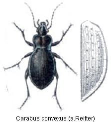 carabus_convexus_rtt.jpg