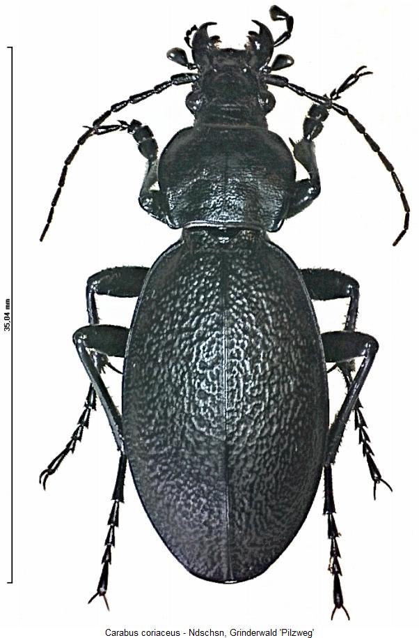 carabus_coriaceus_hab.jpg
