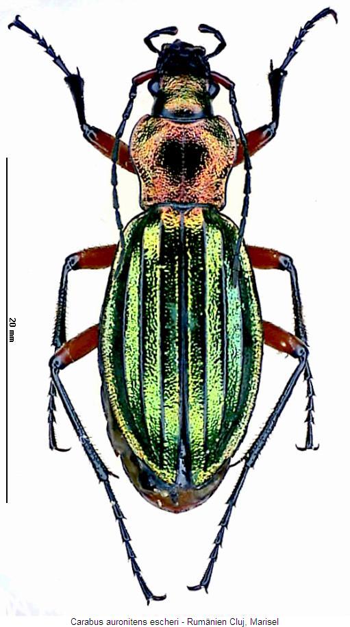 carabus_escheri_hab.jpg
