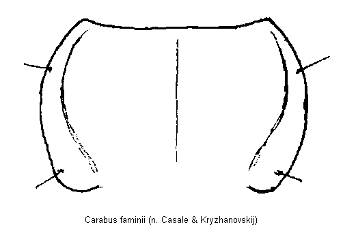 carabus_faminii_hsch.gif